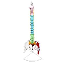 VAV245 Flexible Spinal Column | 5 Color-Coded | Muscle W Occipital Bone | Sacrum, Coccyx, 24 Vertebrae, Soft Disc | Pelvic Bones & Femur Heads, Arteries, Nerve Endings | W Manual