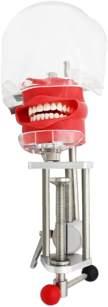Dental Simulator Manikin Phantom Head for Practice Training Studyting Typodont Models with Removable Tooth (On The Table)