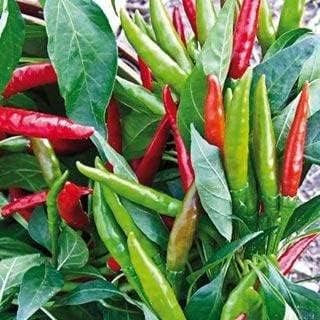 Pepper Joes Thai Dragon F1 Pepper Seeds Pack of 10+ Hot Chili Pepper Seeds USA Grown Premium Non-GMO Thai Facing Heaven Pepper Seeds for Planting