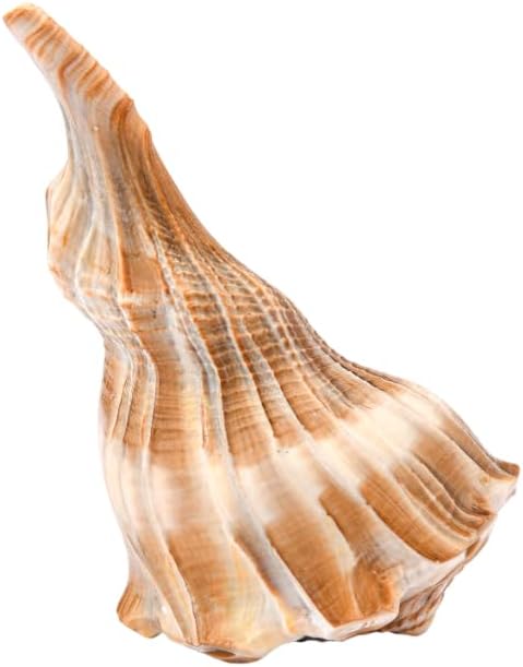 Shankh Original Right-Handed Conch Shell Vastu & Puja Item Brings Wealth & Prosperity Natural Shankh for Temple & Home from - 12 to 15 CM