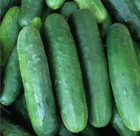 Cucumber Poinsett 76 (25+ Seed Pack) - COOL BEANS N SPROUTS Brand - Non-GMO - Home Gardening