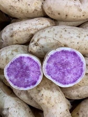 okinawan sweet potato Seeds,Also known as Hawaiian Sweet Potato and Uala.