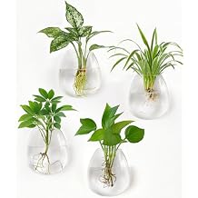 Dahey Propagation Stations Wall Hanging Planters Glass Wall Mounted Vases Oblate Terrarium for Flowers Hydroponics Indoor Plants Home Bathroom Office Decor, 4.7" W x 5.1" H, 4 Pack