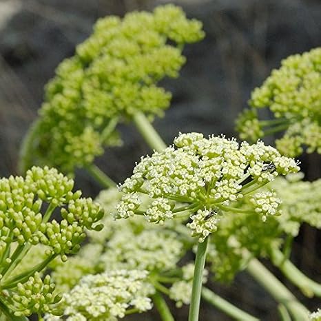 Samphire Seeds (Crithmum maritimum) 10 Seeds