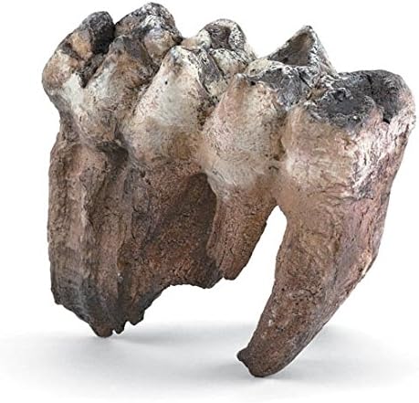 Mastodon Tooth Replica