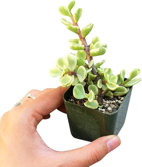 Portulacaria afra Decumbent (2 inch + Plastic Pot) - Variegated Elephant Bush Succulent - Dwarf Jade Plant (2/4 inch) - Lucky Plant for Sale - Money Tree for Home Office Decoration