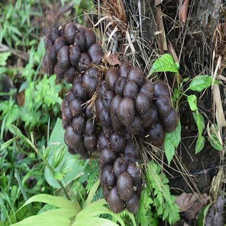 10pcs Dark Brown Salak Fruit Seeds
