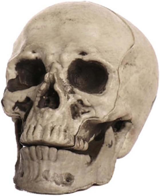 Plastic Skull for Halloween Decoration 1:1 Life Size Skeleton Head Ornament Realistic Human Skeleton Skull Props Gothic Home Halloween Figurine Decor for Graveyard Haunted House Party A