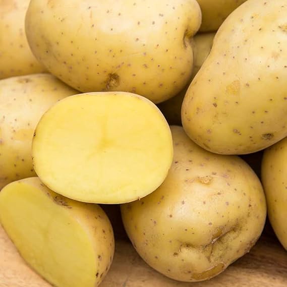 Gurney's Seed & Nursery Company Yukon Gold Seed Potato - Best Early Eating Potato on The Market - Includes one 2-lb Bag - Can't Ship to States of ID, ME, MT, or NE