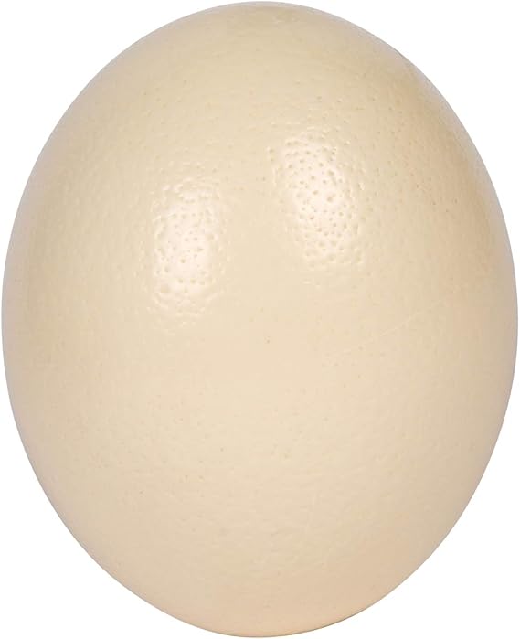 Premium Ostrich Eggshell (Grade A, Large Size)