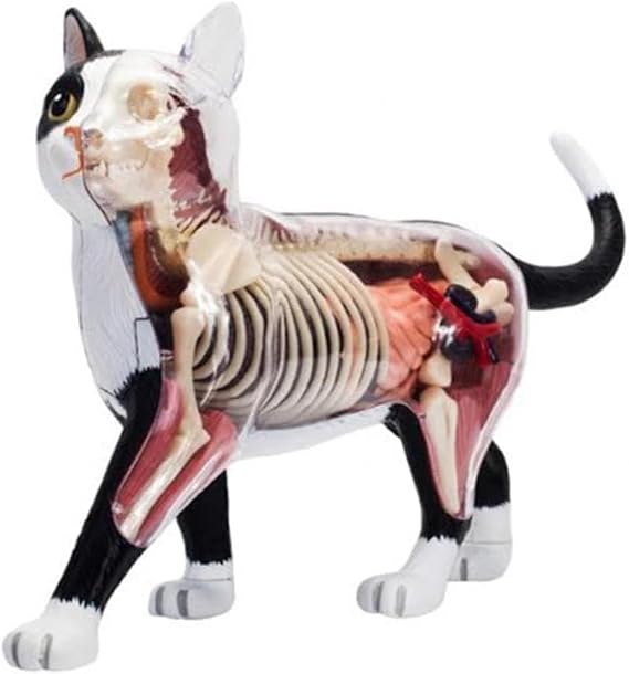 4D Vision Cat Anatomy Model, 28 Parts Animal Teaching Demonstration, Cat Model Anatomy Tool Animal Veterinary Training, for Animal Teaching Demonstration