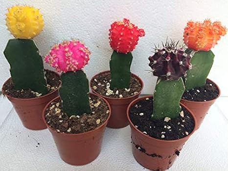 5 Moon Cactus, Assorted