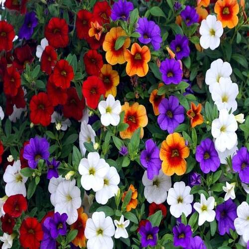 100pcs Calibrachoa Flower Seeds