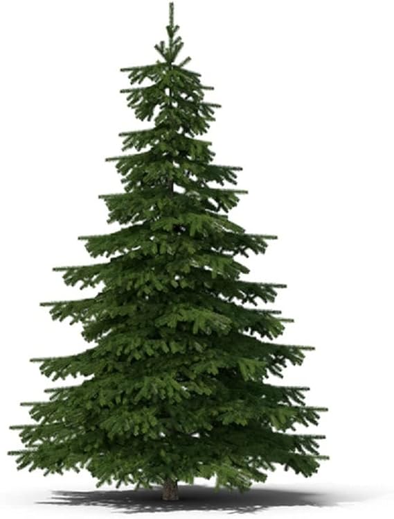 50 Balsam Fir Tree Seeds (Abies balsamea)