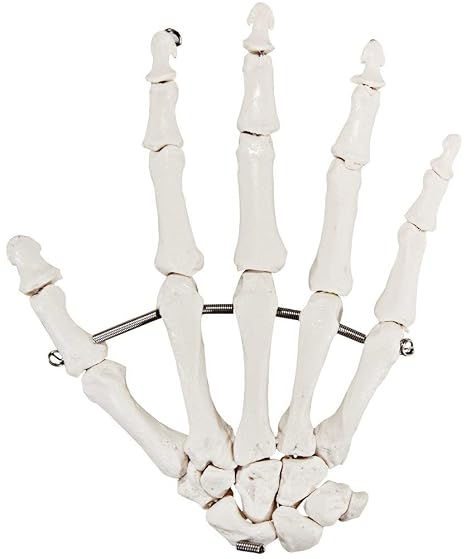 Skeletal Hand, Right | Fully Articulated Flexible Hand Skeleton is Secured with Quality Wire To Demonstrate Movement