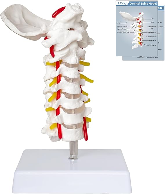 SFXYJ Cervical Spine Model - Life Size Vertebral Spine with Vertebrae, Nerves, and Occipital Plate for Science Classroom Study, Display, Teaching, Medical Model