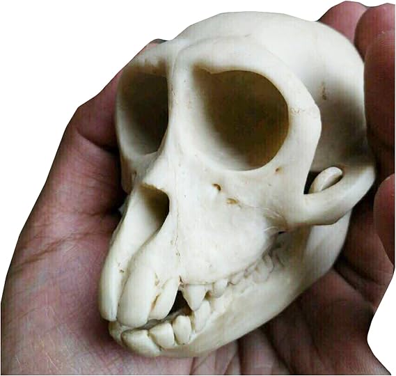 Macaque Skull Model - Animal Skull Model - Realistic Handmade Crafts Skull Replica for Wenwan Decoration Home Ornaments
