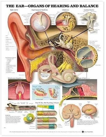 The Ear: Organs of Hearing and Balance Anatomical Chart 9781587791215