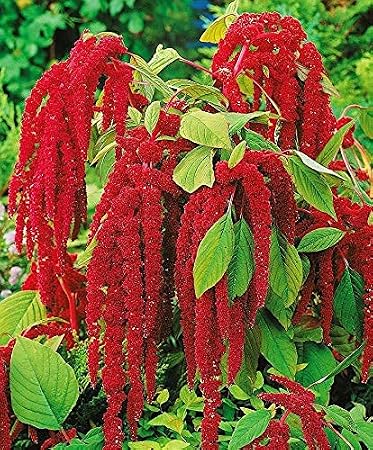 Seeds Red-Tailed Amaranth Ruby Annual Flowers Non GMO