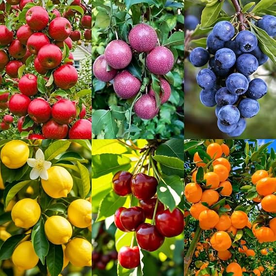 6 Types Mix Fruit Seeds for Planting-40 Lemon &10 Cheery & 40 Orange & 40 Apple &40 Passion Fruit & 10 Blueberry Seeds for Planting Home Garden Outdoor