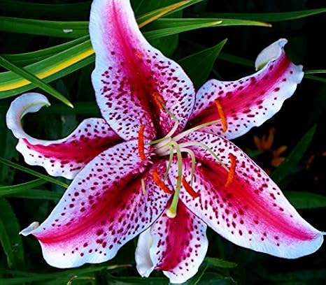 (3) Fragrant & Beautiful Flowering Stargazer Oriental Lily Bulbs, SeedsBulbsPlants&More