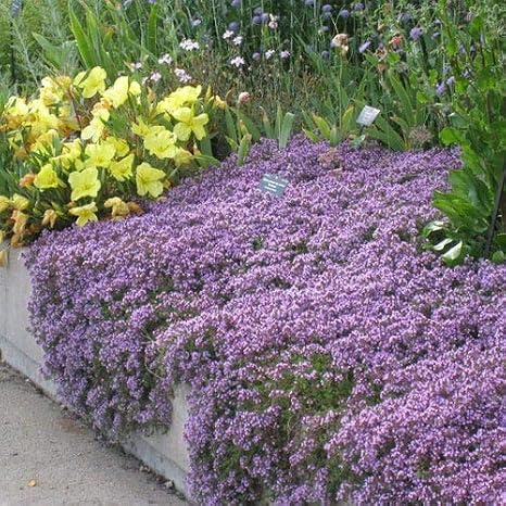 UtopiaSeeds Creeping Thyme Seeds - Thymus Serpyllum - Landscaping Ground Cover - Purple - Approximately 8000 Seeds