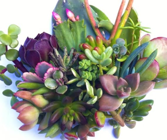 25 (25 varieties) Succulent CUTTINGS