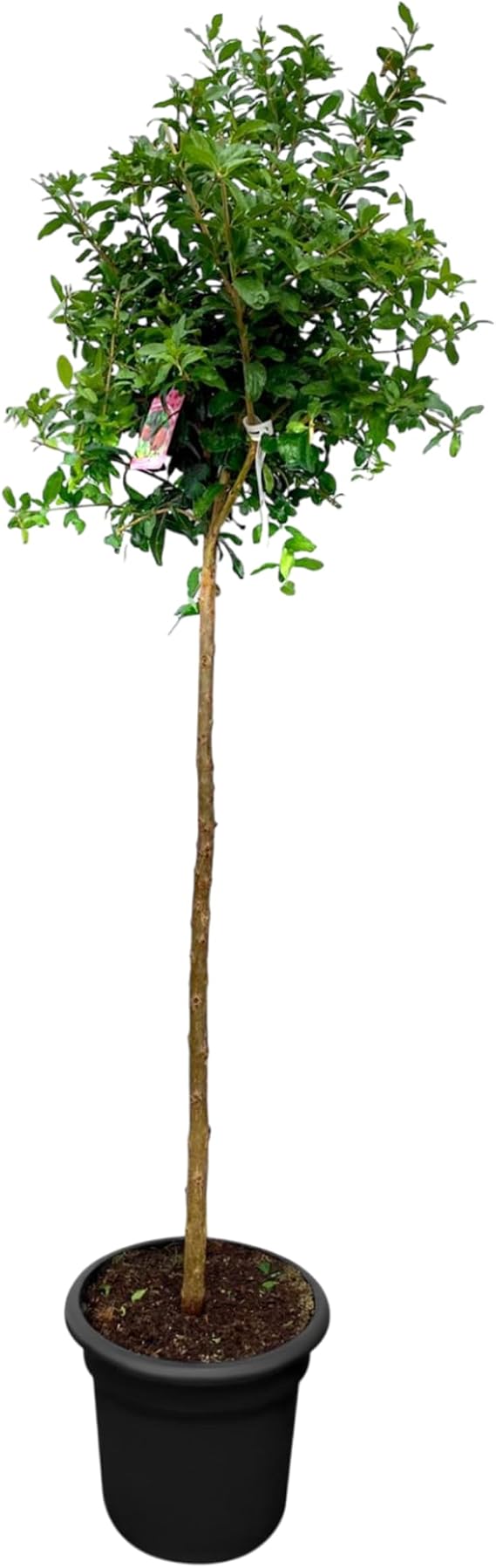 Sunny Tree - Pomegranate Tree - Hardy - Fruit Tree - Punica Granatum - Height 160 cm - A+ Ware
