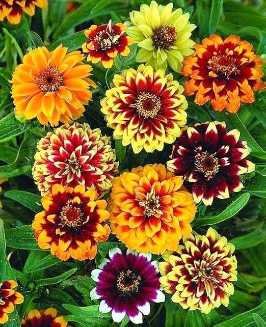 Seeds Zinnia Persian Carpet Mix Outdoor Garden Annual Flowers for Planting Non GMO
