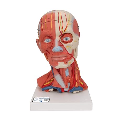 3B Scientific C05 Head and Neck Musculature 3/4 Full-Size 5-Part - 3B Smart Anatomy