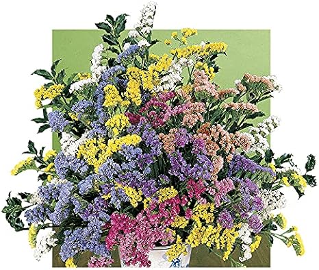Soiree Mix Statice Flower Seeds, Colorful Multi-Flower Bloom, Pack of 100 Seeds