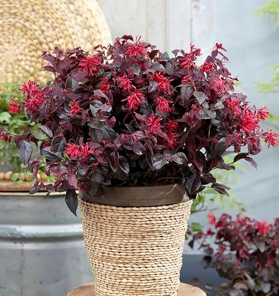 Daybreaks Flame Belt Flower 40-60 cm Loropetalum Chinense
