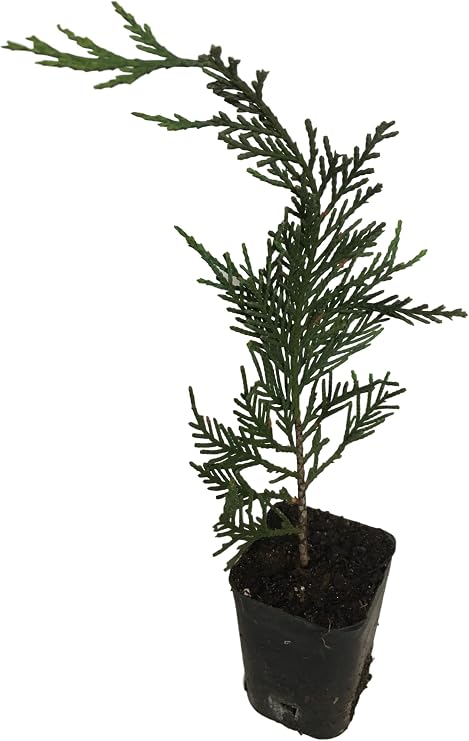 Leyland Cypress, 5 Upright Evergreen