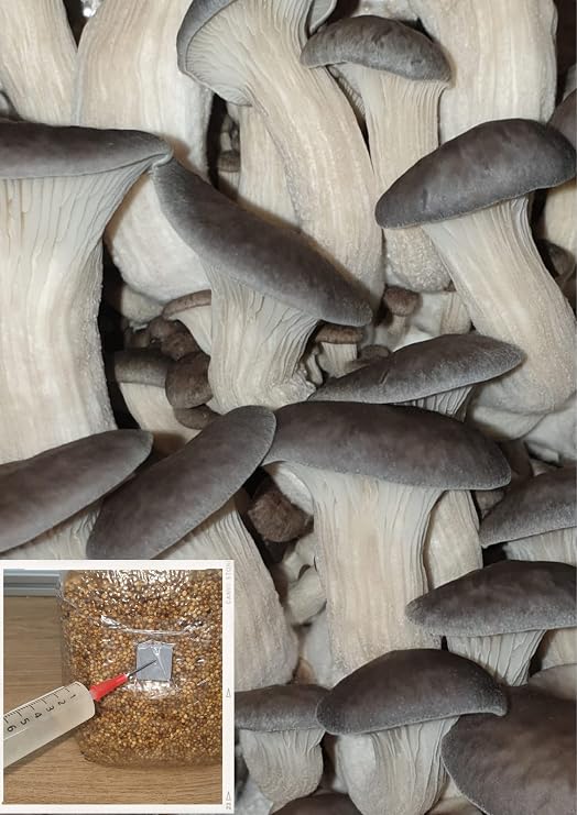 Blue Oyster Mushroom Liquid Culture, Commercial Strain 2191 *Top Quality*