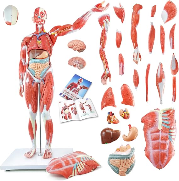 Human Muscle and Organ Model, 27-Part Half Life-Size Human Body Muscle Model Muscular Figure with Removable Organs and Muscle Anatomy for Medical Educational Training,ncludes Detailed Full Color