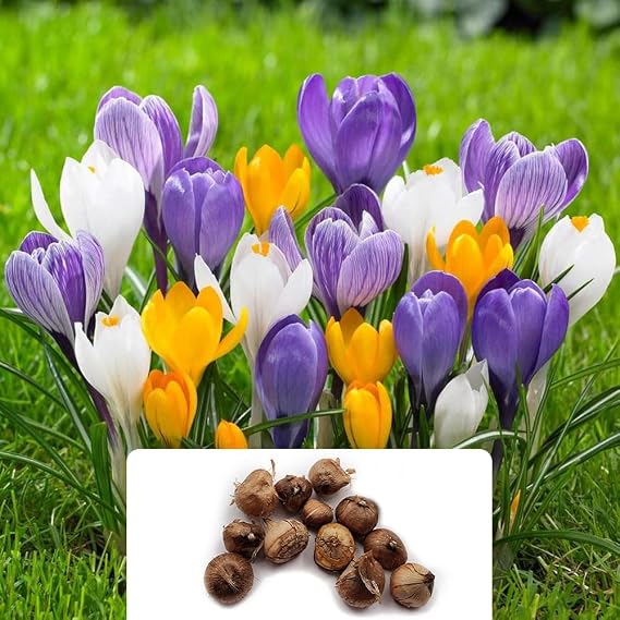 12 Assorted Crocus Species Bulbs - Mix of Blue, White, Yellow, and Purple Varieties - Hardy Perennial Blend for Early Spring Blooms - Specially Cultivated for UK Climate