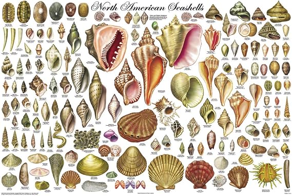 123Posters (24x36) Laminated North American Sea Shells Educational Chart Poster