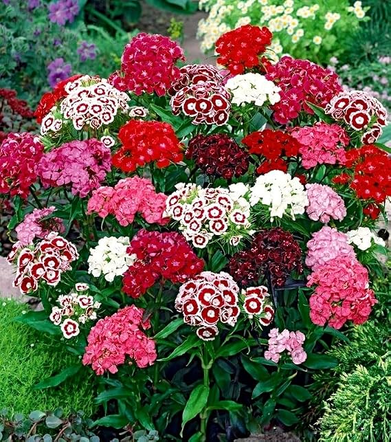 Sweet William Flower Mix - Herald of Spring - 700 Seeds + Freebie + Plant tag - Dianthus barbatus