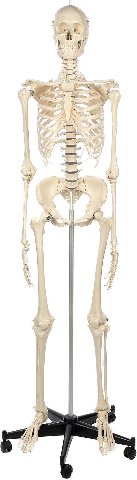 Rudiger Anatomie Female Skeleton Anatomy Model Bundle, 206 Bones, Removable Skull, Hyoid Bone, Flexible Joints, Stand for Display and Study