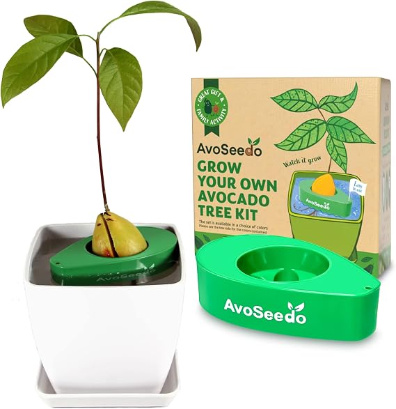 Bowl Set Grow Your Own Avocado Tree, Evergreen, Perfect Avocado Tree Growing Kit for Every Avocado Lover with Plan Pot Green & White