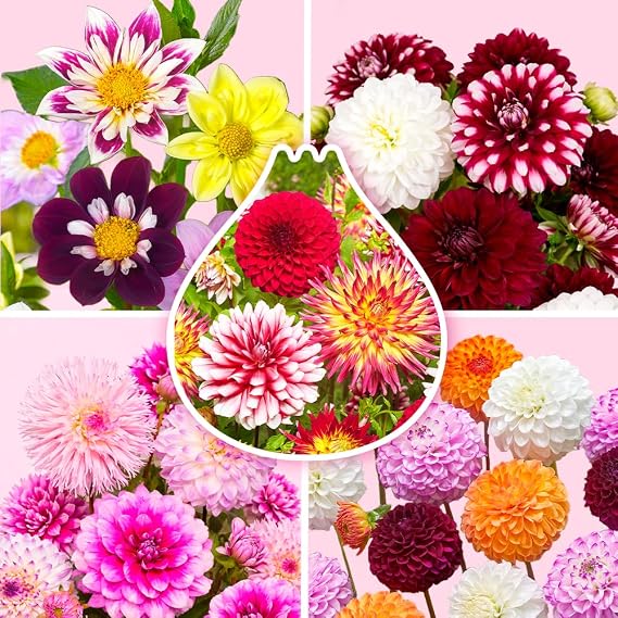 10 x Dahlia Tubers Mix 'Season Collection' Summer Flowers Dutch Quality Dahlia Bulbs Flower Bulbs The Bulb Farmers