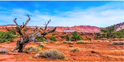 AWERT Terrarium Background Blue Sky Mountain Oasis Desert Sun and Gobi Reptile Habitat Background 48x24 inches Vinyl