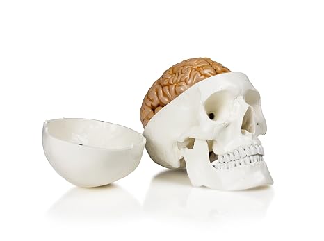 Parco Scientific PB00035 Human Skull with Brain | 3-Part, Life-Size | Representations of Sutures, Fissures, Joints, Foramina & Processes | Removable 8-Part Brain