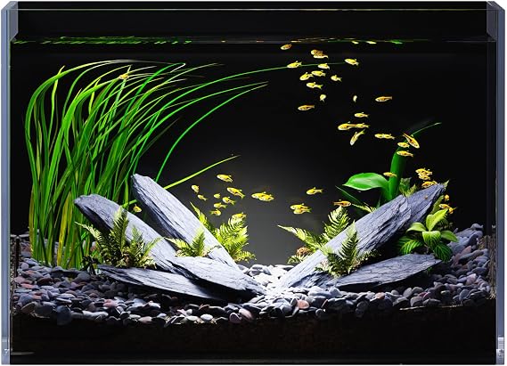 5 Gallon Glass Fish Tank Rimless with Black Background Rectangular Tank