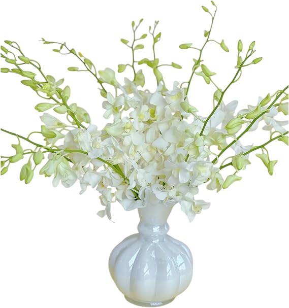 20 Stems White Orchids Fresh Cut Flowers Gift Birthday anniversary Valentine's Day Flowers Dendrobium