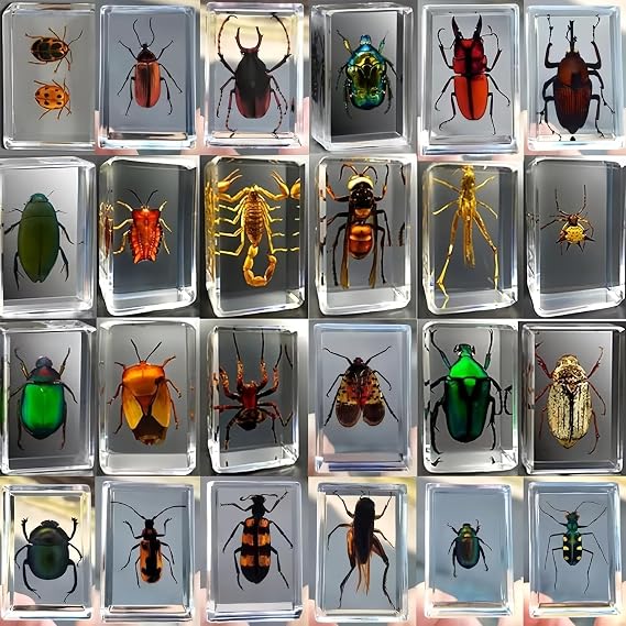 Pack of 12 Resin Insects Real Insect Specimens Made of Transparent Insects in Artificial Resin Children's Bugs for Preschool Science in the Classroom and Display at Home
