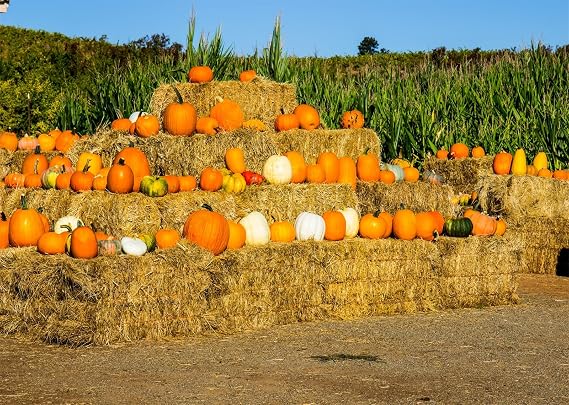 Pumpkin Backdrop 5x3ft Farm Hay Bales Corn Field Background for Halloween, Fall Holidays,Thanksgiving,Corn Maze,Harvest Festival Theme Party Decoration Photo Props