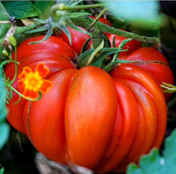 Tomato - Marmande - 80 Seeds + Plant tag + Freebie - Beefsteak Tomato - semi Bush