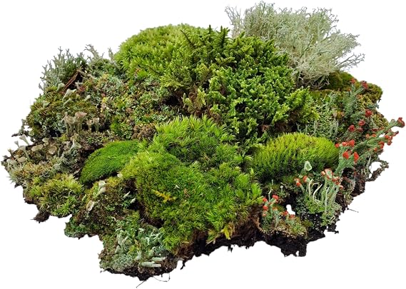 Large Super Fairy Garden Assortment Moss and Lichen for Terrarium, 9"x12" Bag