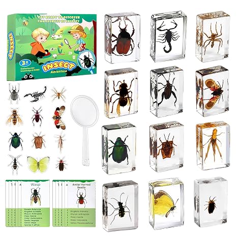 12 PCS Insect Specimen, Real Bugs in Resin for Science Classroom | Various Preserved Bug Specimens, Stickers & Knowledge Cards Included, Ideal Science Gift for Kids, Great for Science Learning